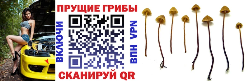 ссылка на мегу как войти  Навашино  Галлюциногенные грибы мухоморы 